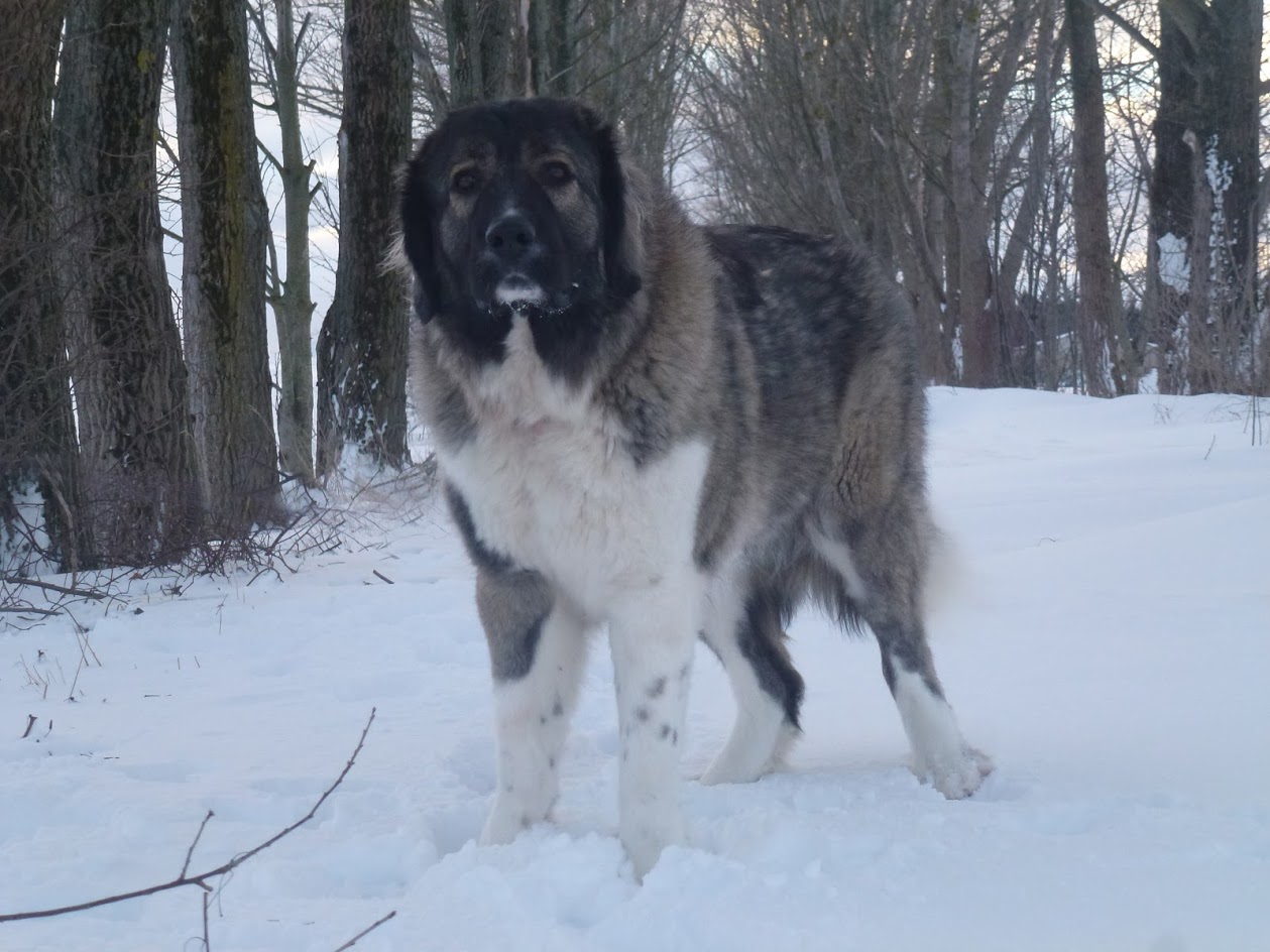 Unsere Hunde Der Kaukasen Blog